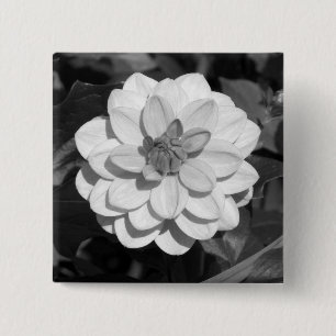 Macaron Carré 5 Cm Dahlia 'David Howard' B&W
