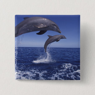 Macaron Carré 5 Cm dauphins à gros nez des Caraïbes