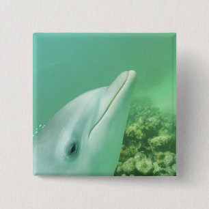 Macaron Carré 5 Cm Dauphins à gros nez Tursiops truncatus