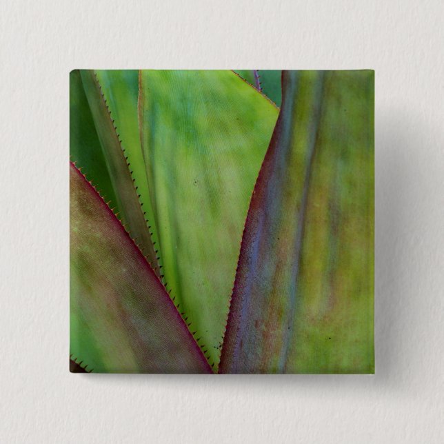 Macaron Carré 5 Cm Détail du Plante Agave (Devant)