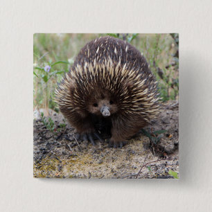 Macaron Carré 5 Cm Echidna mignon d'Australie