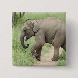 Macaron Carré 5 Cm Éléphant bébé suivant sa mère, Corbett