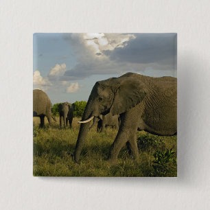 Macaron Carré 5 Cm Éléphants d'Afrique paissant, Loxodonta africana,