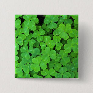 Macaron Carré 5 Cm États-Unis, Californie, Jedediah Smith Rewood SP.