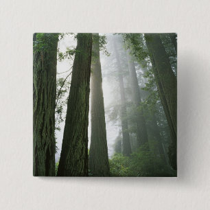 Macaron Carré 5 Cm États-Unis, Californie, Parc national de Redwood,