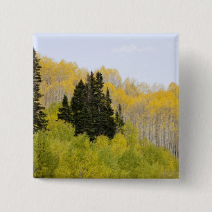 Macaron Carré 5 Cm États-Unis, Colorado, forêt nationale de Gunnison,