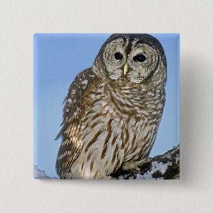 Macaron Carré 5 Cm États-Unis, Colorado. Portrait de hibou moyen-duc