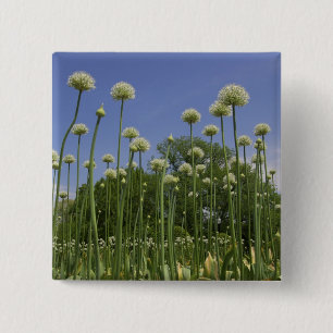 Macaron Carré 5 Cm États-Unis, Nouvelle-Angleterre, Massachusetts, B