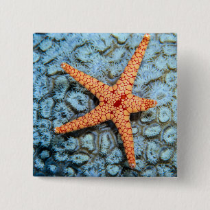 Macaron Carré 5 Cm Étoiles de mer sur un corail avec Polips