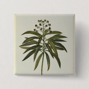 Macaron Carré 5 Cm Euphorbe Mellifera