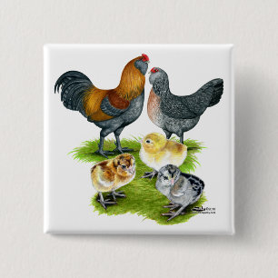 Macaron Carré 5 Cm Famille de poules Ameraucana