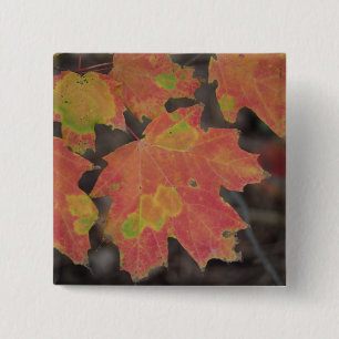 Macaron Carré 5 Cm Feuilles d'automne