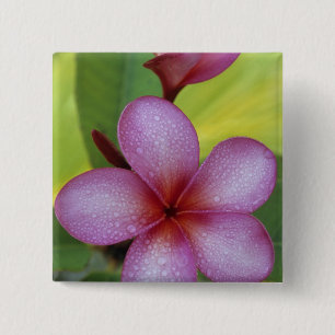 Macaron Carré 5 Cm Fleur, Plumeria sp.), Pacifique Sud, Niue