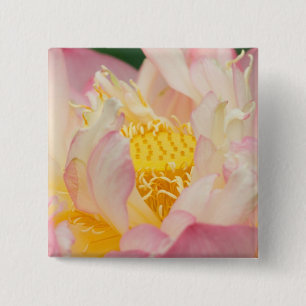 Macaron Carré 5 Cm Franklin NC, jardin d'eau de Perry, Lotus avec