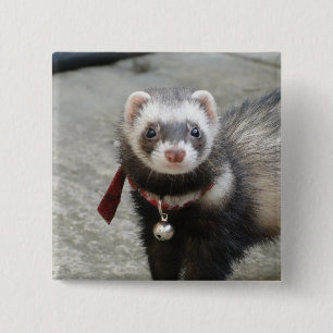 Macaron Carré 5 Cm Furet