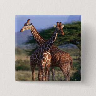 Macaron Carré 5 Cm Girafes majestueuses