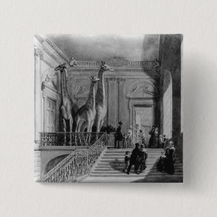 Macaron Carré 5 Cm Girafes sur l'escalier dans les Anglais