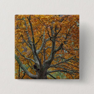 Macaron Carré 5 Cm Grand érablière en automne, lac Bass, près de