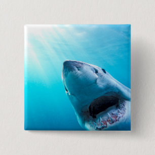Macaron Carré 5 Cm Grand requin blanc   Afrique du Sud