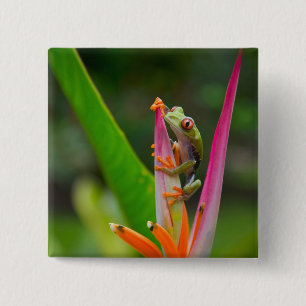 Macaron Carré 5 Cm Grenouille aux yeux rouges, Costa Rica