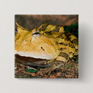 Macaron Carré 5 Cm Grenouille corne brésilienne, Ceratophrys cornuta,