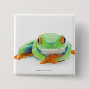 Macaron Carré 5 Cm Grenouille des arbres rouges (Agalychnis Callidrya