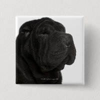Gros plan de Shar Pei (1 an)