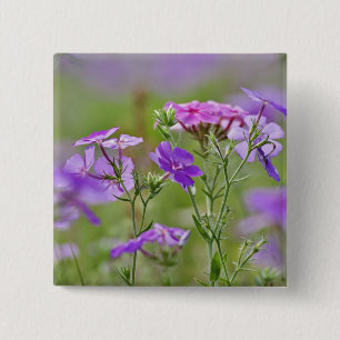 Macaron Carré 5 Cm Gros plan sur Phlox de Drummond, Phlox drummondi, 