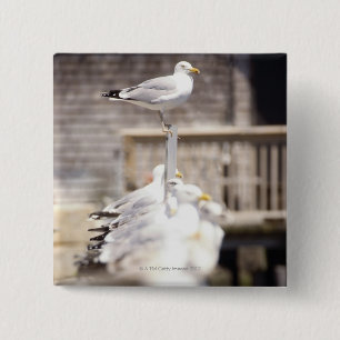 Macaron Carré 5 Cm Groupe de Goélands argentés (Larus argentatus) sur