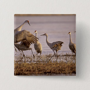 Macaron Carré 5 Cm Grues du Canada Grus canadensis) Platte