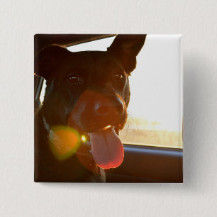Macaron Carré 5 Cm HAMbWG - Bouton - Chien voyageant en voiture