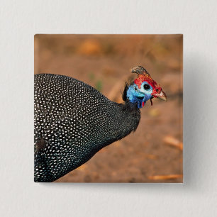 Macaron Carré 5 Cm Helmeted Guinea Fowl (Numida meleagris). Afrique,