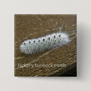 Macaron Carré 5 Cm Hickory Tussock Moth (Lophocampa caryae) Articles