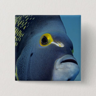 Macaron Carré 5 Cm Îles Caïmans, Poisson ange français Pomacanthus