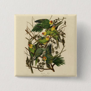 Macaron Carré 5 Cm Illustration Audubon Carolina Parrot Bird
