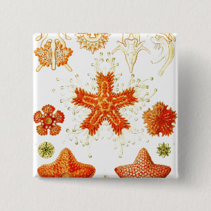 Macaron Carré 5 Cm Image naturaliste vintage de Starfish (Asteroidea)