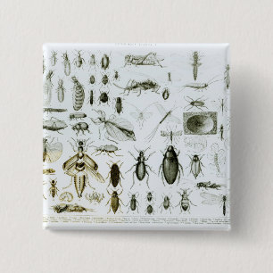 Macaron Carré 5 Cm Insectes d'entomologie