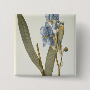 Macaron Carré 5 Cm Iris Pallida, de "Les Liliacees", 1812