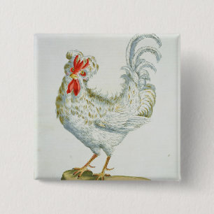 Macaron Carré 5 Cm Jeune coq Bouclé-Haired, c.1767-76 (en colorée par