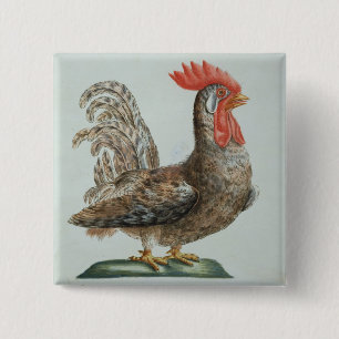Macaron Carré 5 Cm Jeune coq nain, c.1767-76 (gravure colorée par