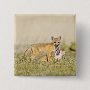Macaron Carré 5 Cm Jeune renard véloce (Vulpes macrotis) au terrier,