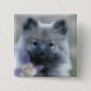Macaron Carré 5 Cm Keeshond et Columbine - Photo de chien