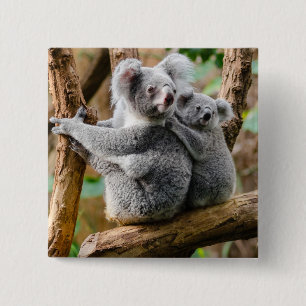 Macaron Carré 5 Cm Koala avec bébé dans un arbre en Australie