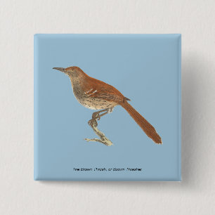 Macaron Carré 5 Cm La Grive Brown ou le Trasher Brown, New York Birds