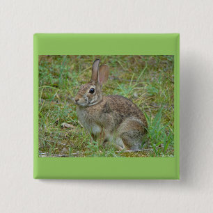 Macaron Carré 5 Cm Lapin sauvage Eastern Cottontail II Vêtements et C