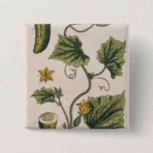 Macaron Carré 5 Cm Le concombre de jardin, plaquent 4 "d'un de fines