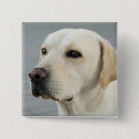Le Labrador doré