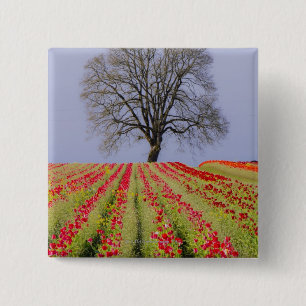 Macaron Carré 5 Cm Les champs de tulipe et un chêne solitaire ont