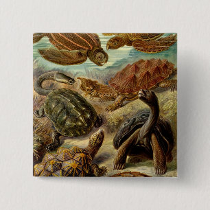 Macaron Carré 5 Cm Les tortues Haeckel