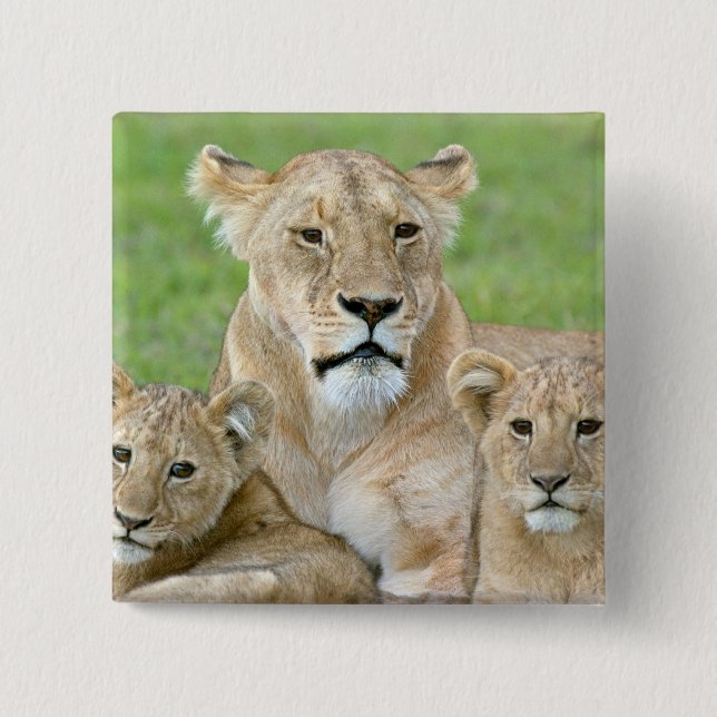 Macaron Carré 5 Cm Lioness et deux petits, Afrique de l'Est, Tanzanie (Devant)